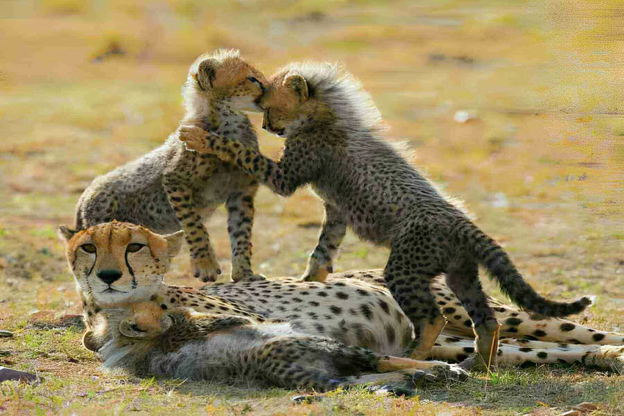 7-Day Kenya Classic Wildlife & Birding Safari