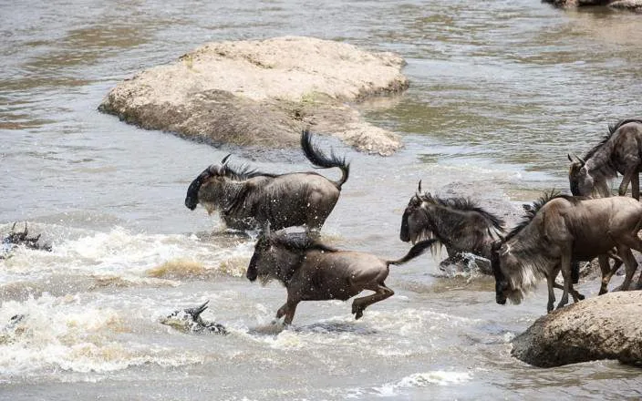 Extra Miles Unique Adventures safari guests