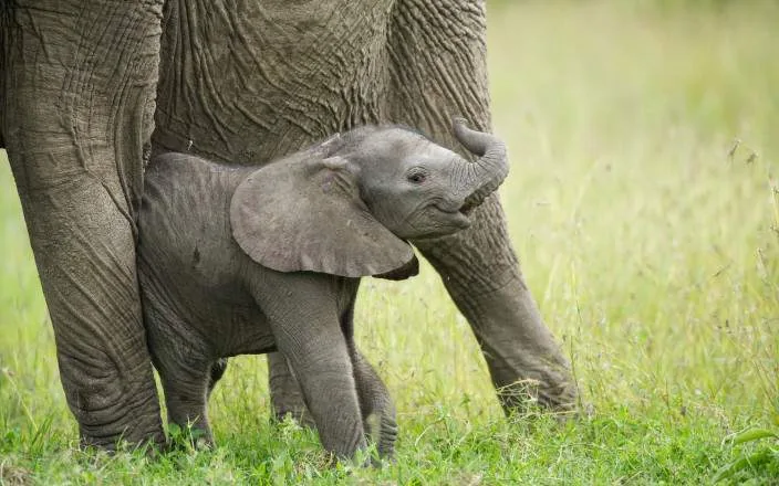 Ol Pejeta Conservancy