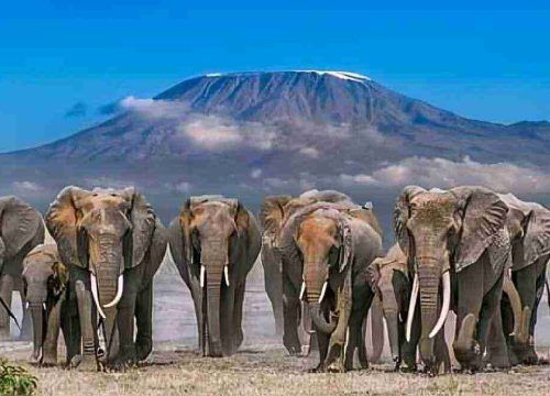 Masai Mara & Amboseli Private Safari