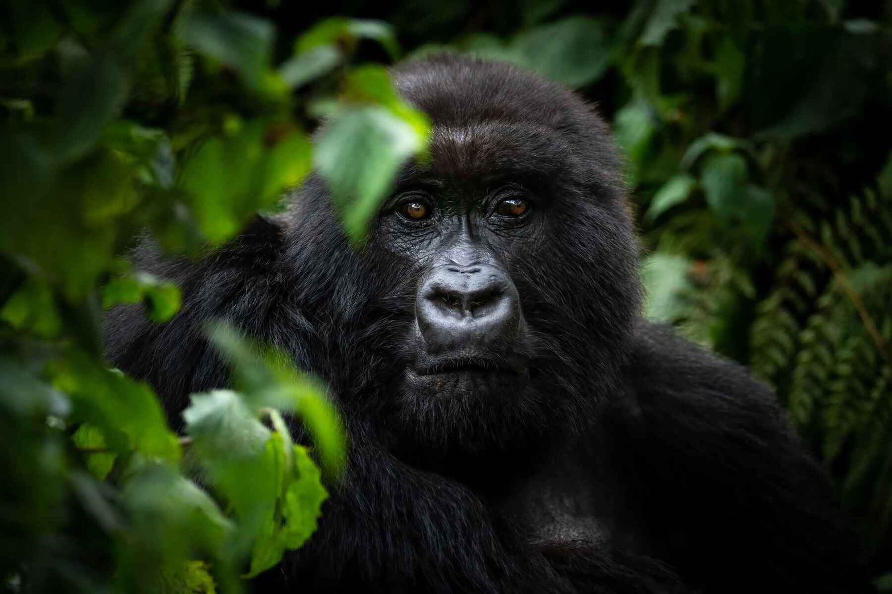 Rwanda Gorilla Trek & Culture