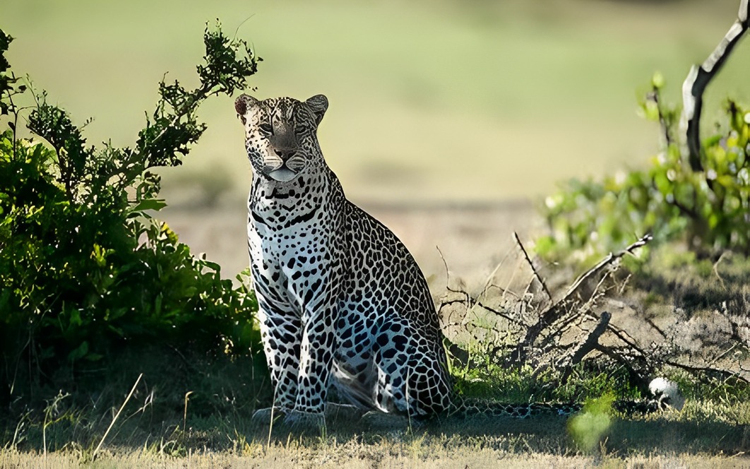 7 Days Luxury Safari Through Kenya’s Wild Wonders